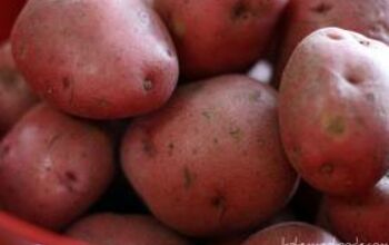 When should I be planting fall potatoes?