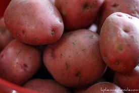 fall potatoes, gardening