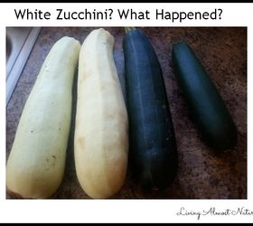 white zucchini what happened to my zucchini, gardening