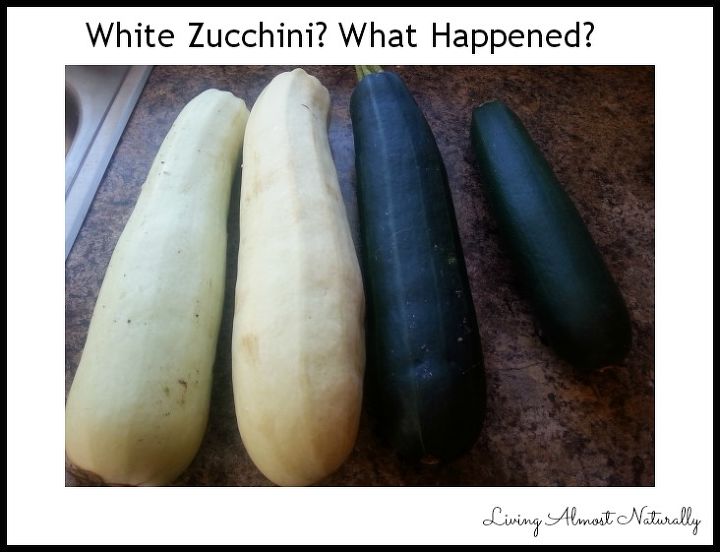 white zucchini what happened to my zucchini, gardening