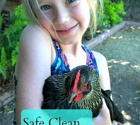 safe clean handling of backyard chickens, homesteading, pets animals