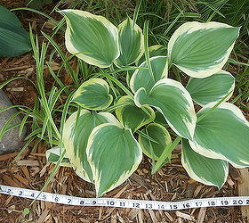 hosta moving leafed how to, gardening, how to, perennial