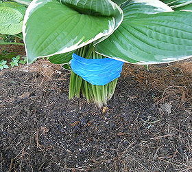 hosta moving leafed how to, gardening, how to, perennial