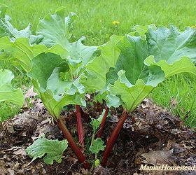 how to plant grow and harvest rhubarb, diy, gardening