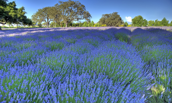 lavender about feature, flowers, gardening