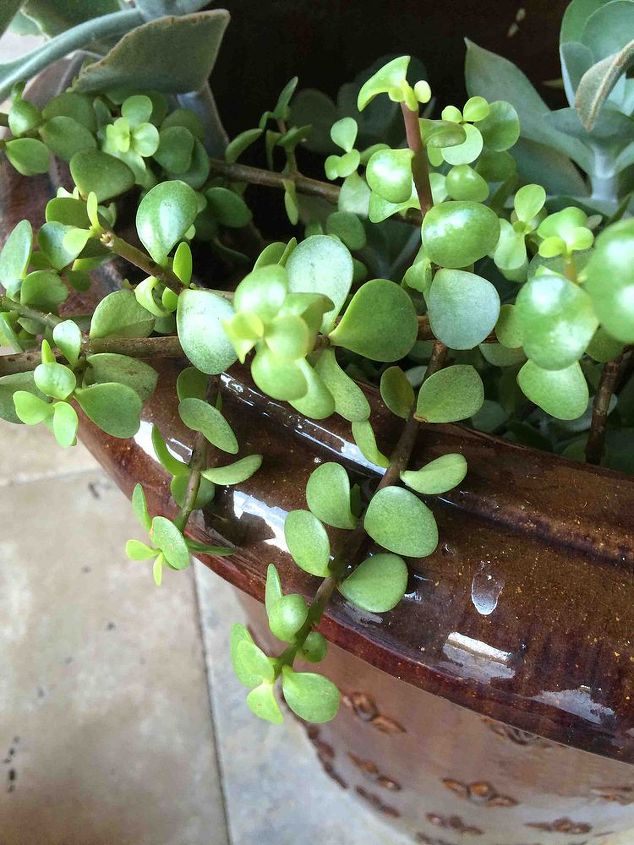 what kind of plant is this, gardening, succulents