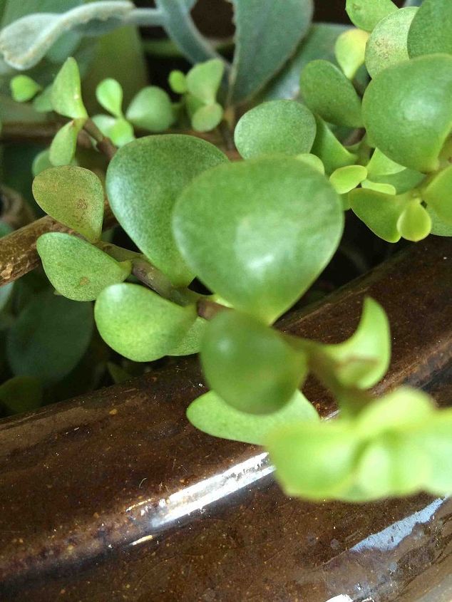 que tipo de planta essa