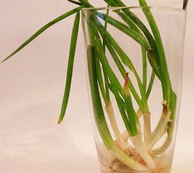 regrow green onions in water, container gardening, gardening