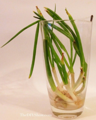 regrow green onions in water cebollas verdes en agua