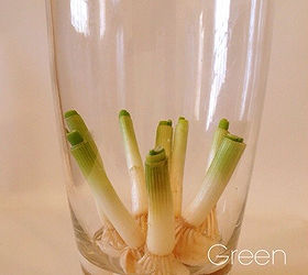 regrow green onions in water, container gardening, gardening