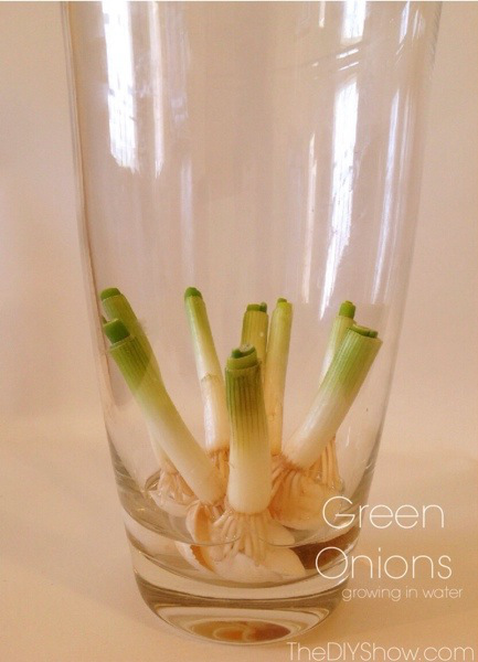 regrow green onions in water cebollas verdes en agua