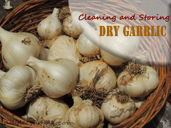 garlic cleaning storing tips, gardening, homesteading
