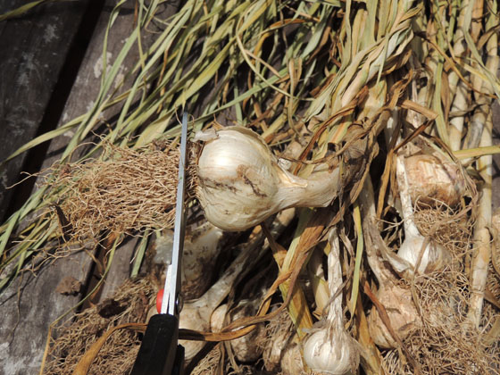 garlic cleaning storing tips, gardening, homesteading