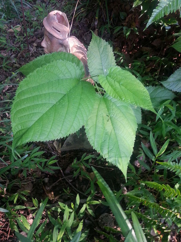 what plant weed is this, gardening