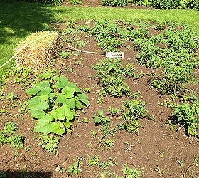 Backyard Planted Garden Hometalk