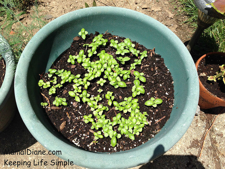 Backyard Planted Garden Hometalk