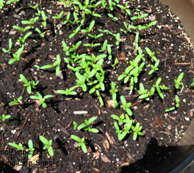 backyard gardening planted ohio, gardening