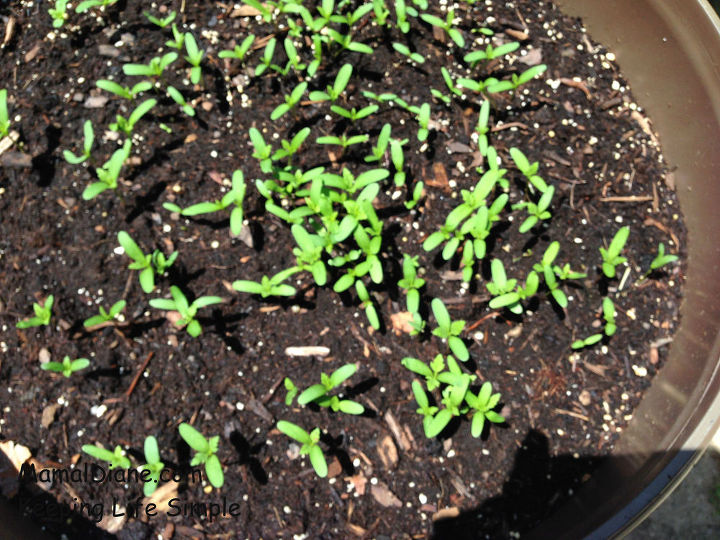 Backyard Planted Garden Hometalk