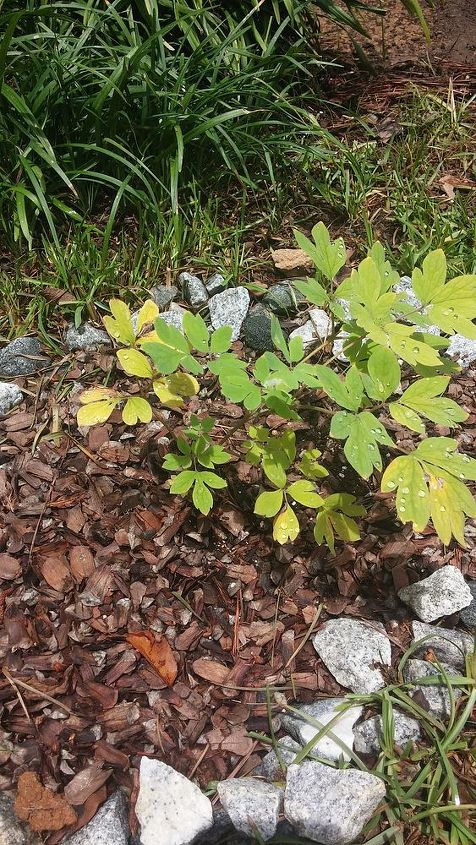 bleeding heart plant care, gardening, The yellow after a consistent rainfall