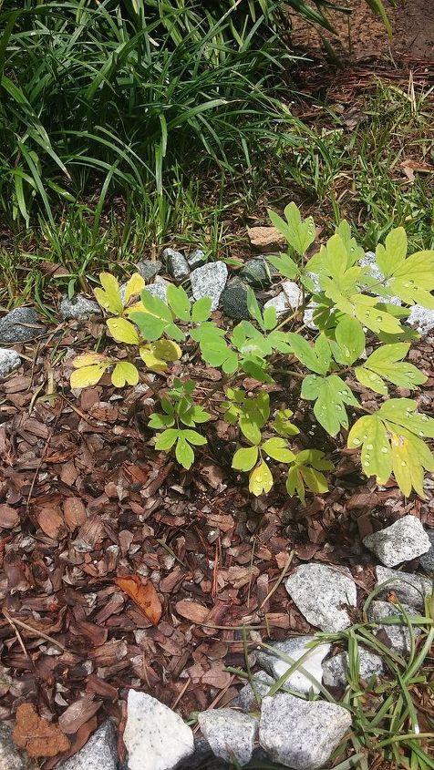 caring for a bleeding heart, The yellow after a consistent rainfall