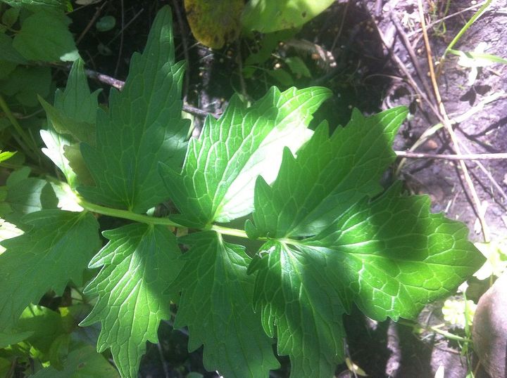 d um nome a essa planta