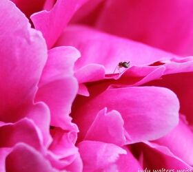 peonies flower garden pink, flowers, gardening