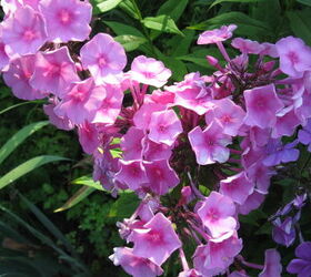 phlox flower garden homegrown, flowers, gardening
