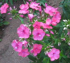 phlox flower garden homegrown, flowers, gardening