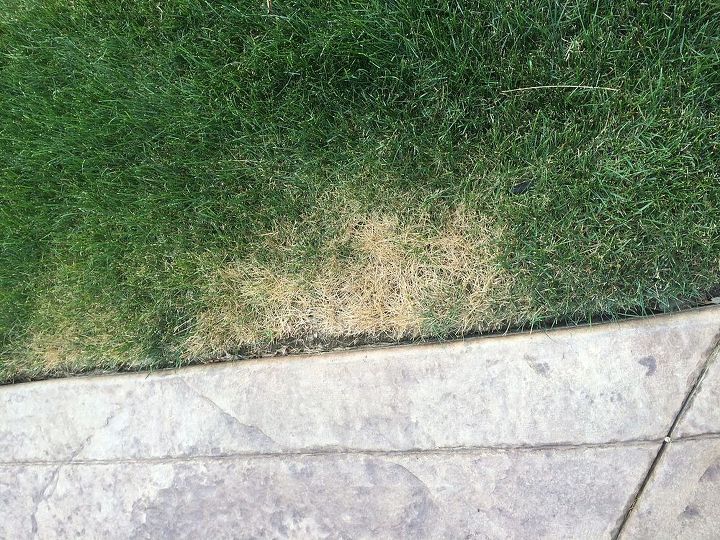 q what is happening to my lawn, landscape, lawn care