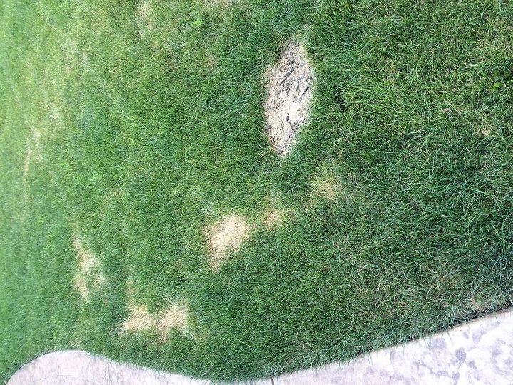 q what is happening to my lawn, landscape, lawn care