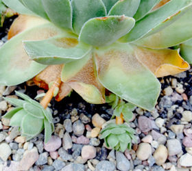 succulents dying care tips, gardening, succulents