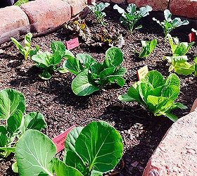 10 tips for first time veggie garden growers, container gardening, diy, gardening, landscape, raised garden beds