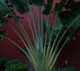 travelers palm plant identify, flowers, gardening