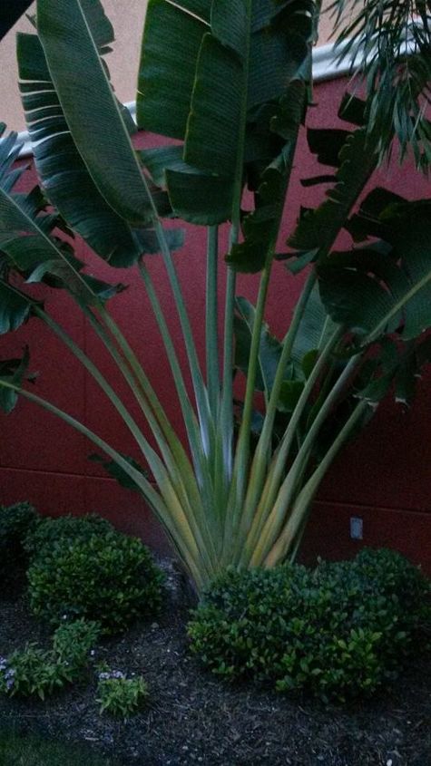 travelers palm plant identify, flowers, gardening