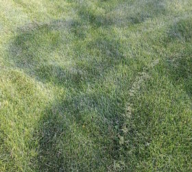 why does my lawn get these dark circles help, landscape, lawn care