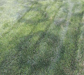 why does my lawn get these dark circles help, landscape, lawn care