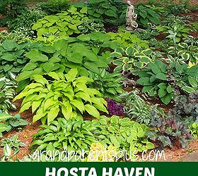 hosta varieties collection garden, gardening, perennial