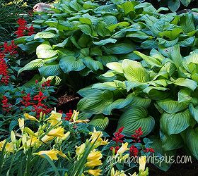 hosta varieties collection garden, gardening, perennial