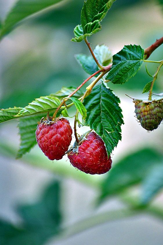 raspberries harvest preserve garden, gardening