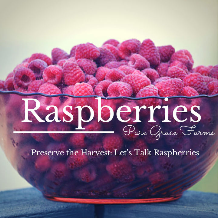 raspberries harvest preserve garden, gardening