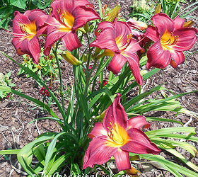 It's Lily Time. See My Virtual Tour of All Varieties of Lilies