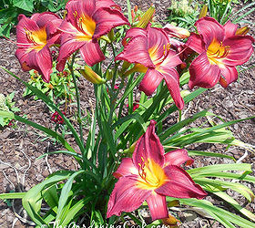 lily garden lillies varieties, flowers, gardening