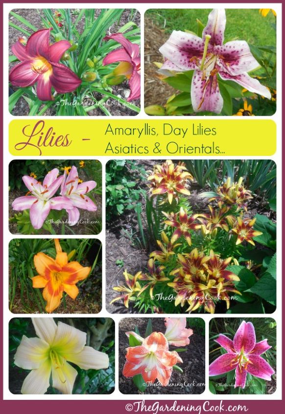 lily garden lillies varieties, flowers, gardening