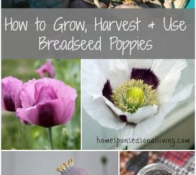 breadseed poppies growing harvesting, diy, flowers, gardening