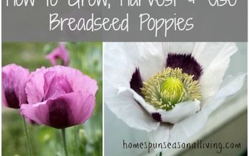 How to Grow, Harvest, & Use Breadseed Poppies