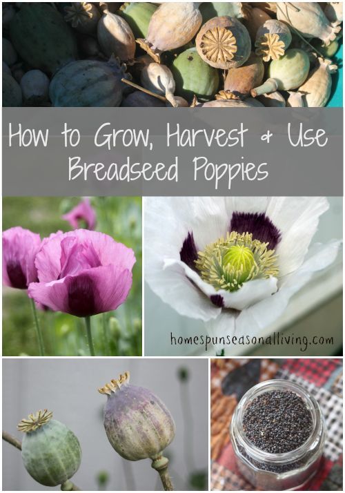 breadseed poppies growing harvesting, diy, flowers, gardening