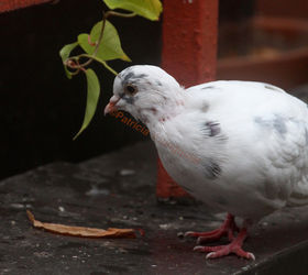 gardening mice pigeons repellent, gardening, outdoor living, pets animals