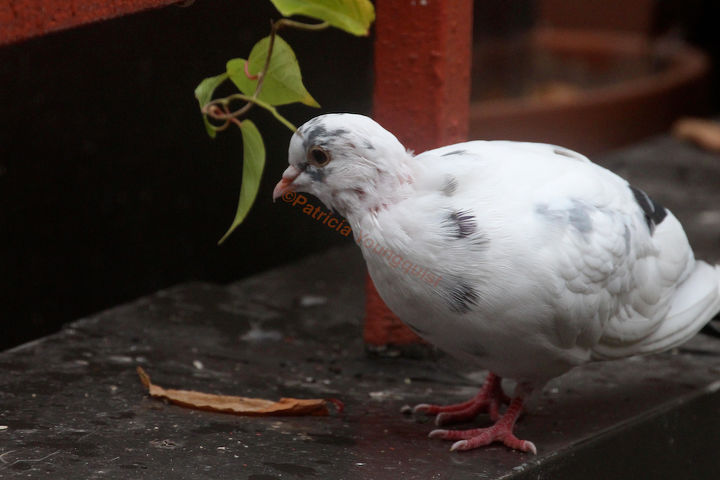 gardening mice pigeons repellent, gardening, outdoor living, pets animals