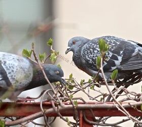 Deterring Pigeons as well as Mice; and Chilling Bottled Beer