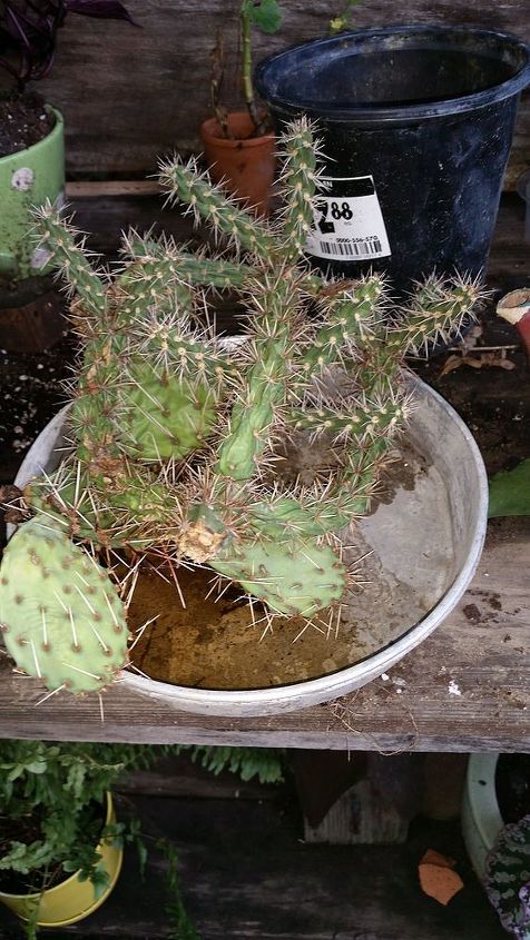 una tetera y algunos cactus